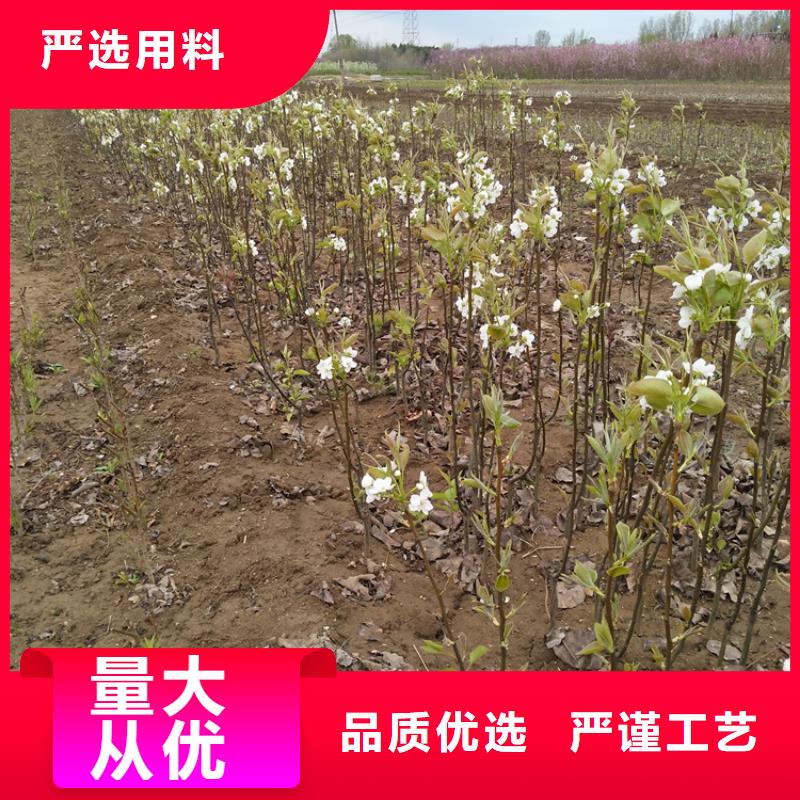 梨樹櫻桃苗用途廣泛