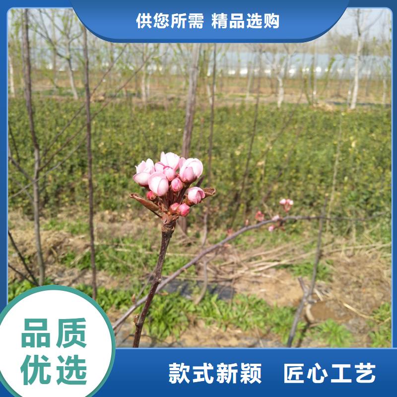 梨樹奶油草莓出貨及時