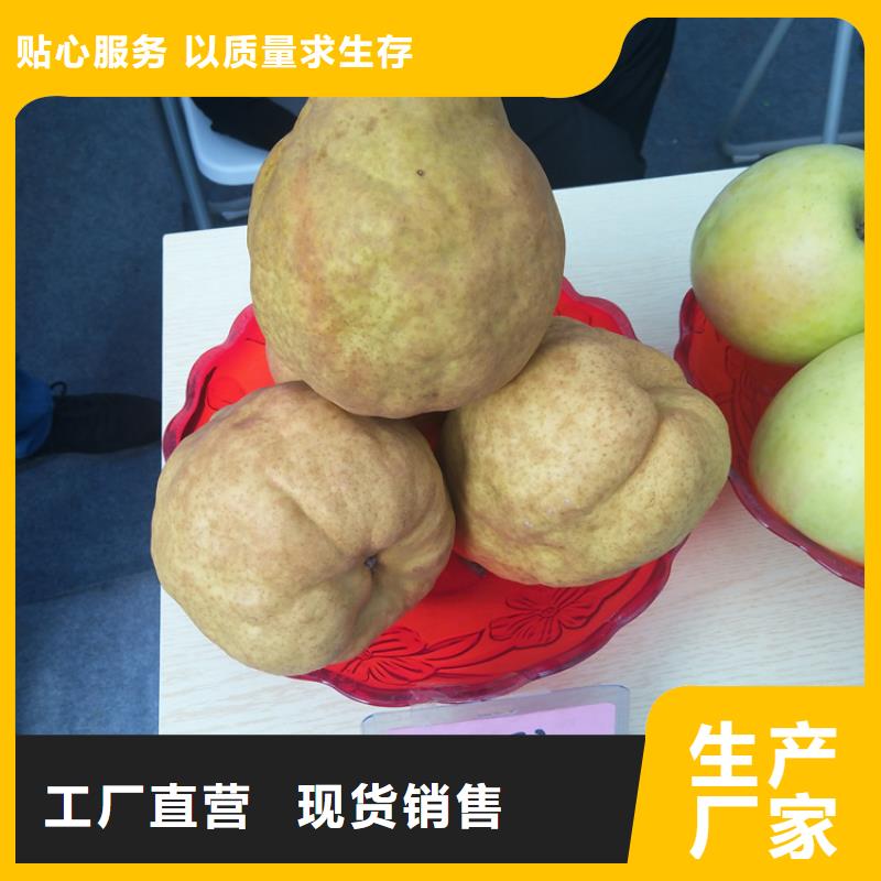 梨樹-櫻桃苗品質保障售后無憂