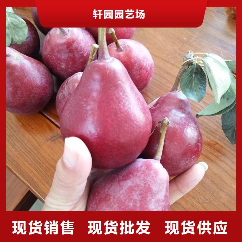 梨樹奶油草莓出貨及時(shí)