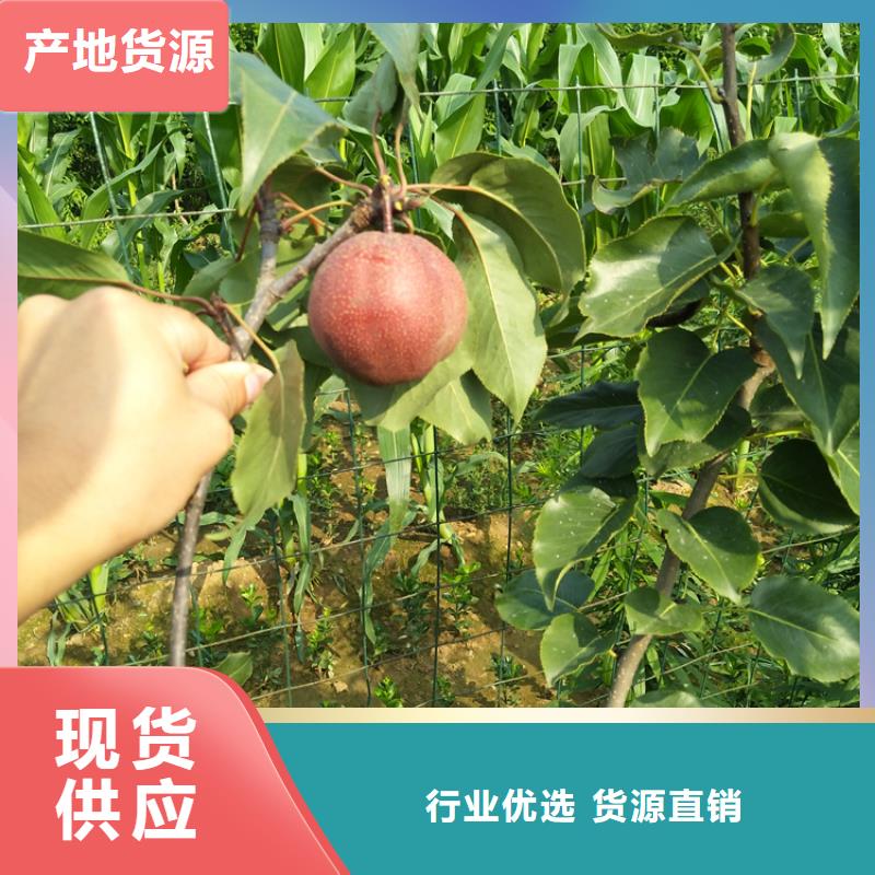 梨樹_蘋果苗實力商家