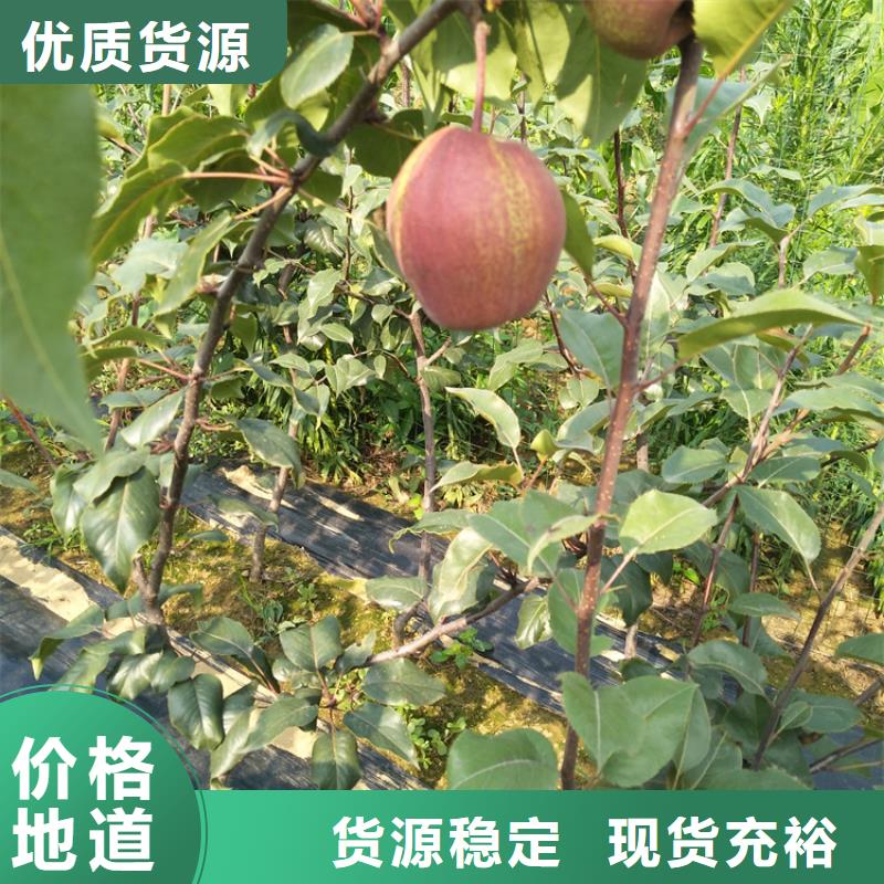 梨樹-無花果苗廠家技術完善