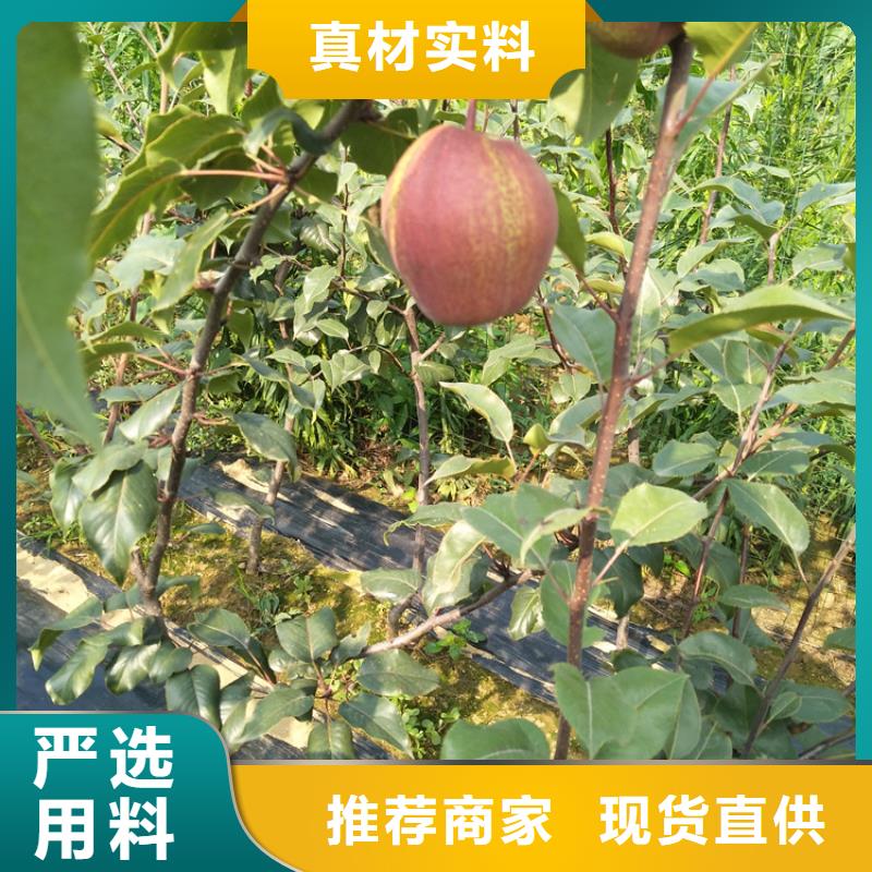 梨樹奶油草莓出貨及時(shí)