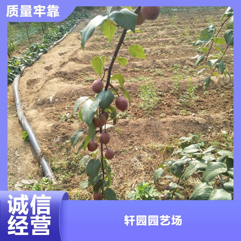 梨樹-櫻桃苗品質保障售后無憂