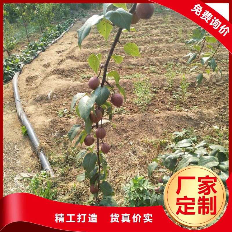 【梨樹】桃樹苗快速發(fā)貨