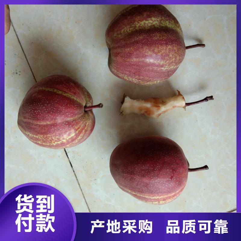 【梨樹】,櫻桃苗經銷商