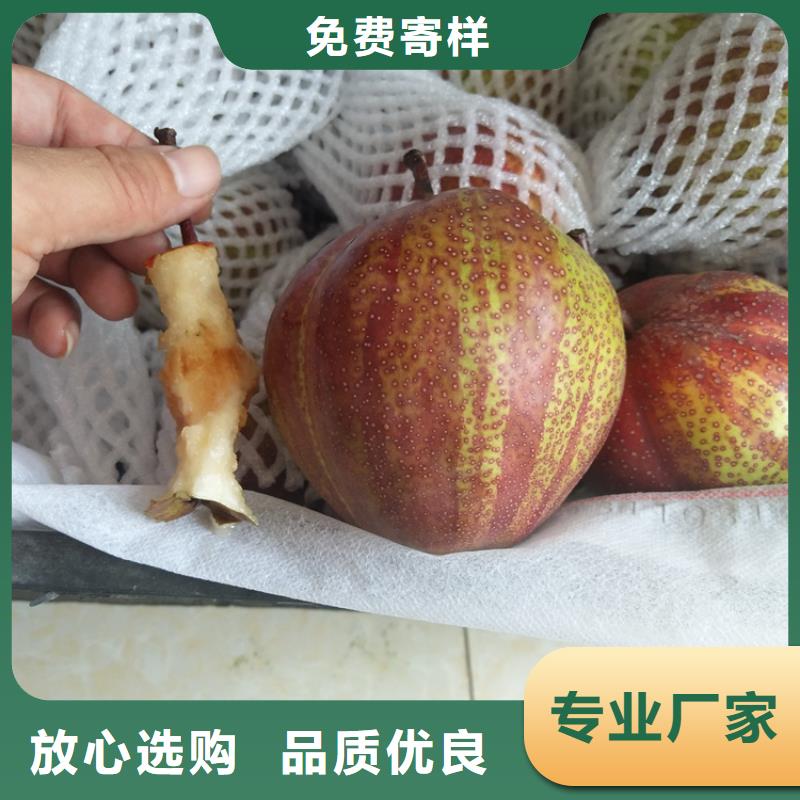 【梨樹石榴苗一個起售】