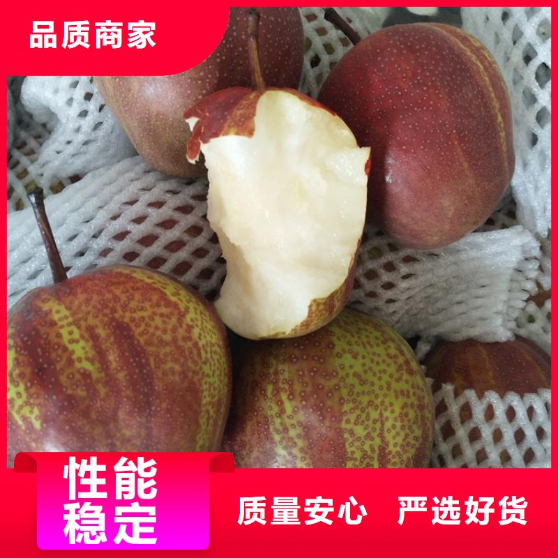 梨樹,櫻桃苗隨心所欲定制