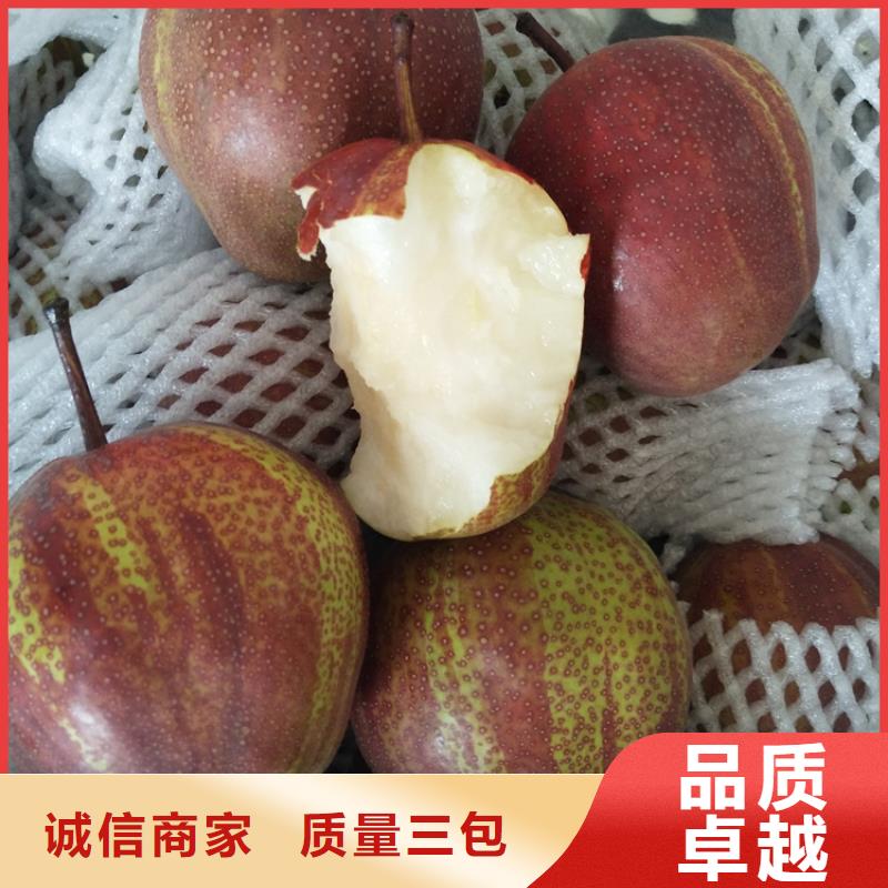 【梨樹】,櫻桃苗經銷商