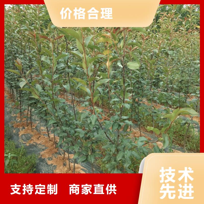 梨樹-櫻桃苗品質保障售后無憂