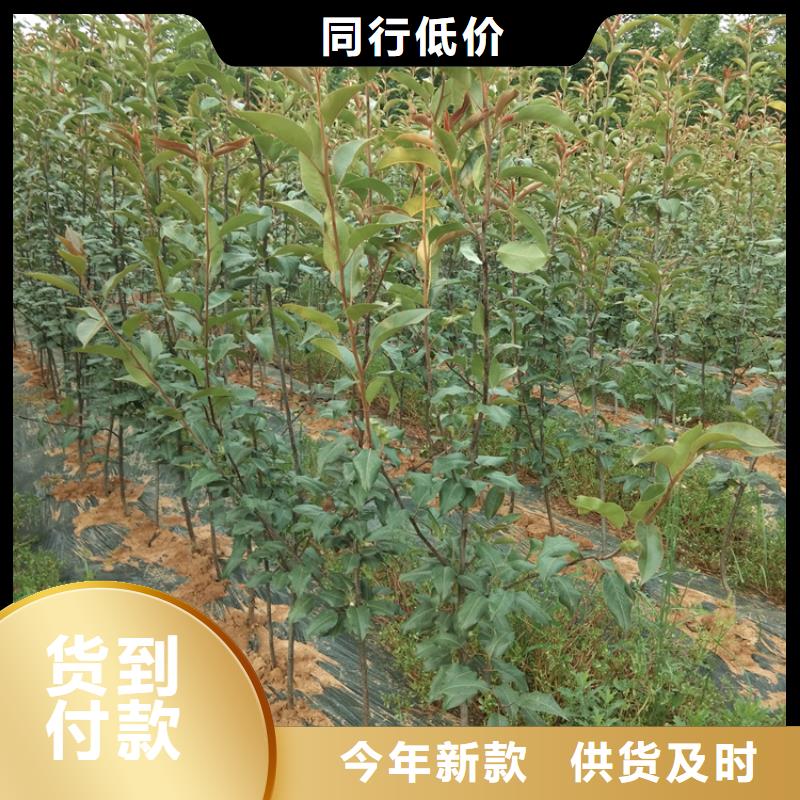 梨樹-無花果苗廠家技術完善