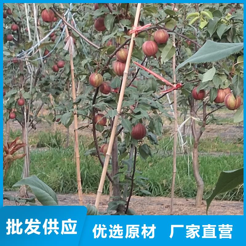 【梨樹】桃樹苗快速發貨