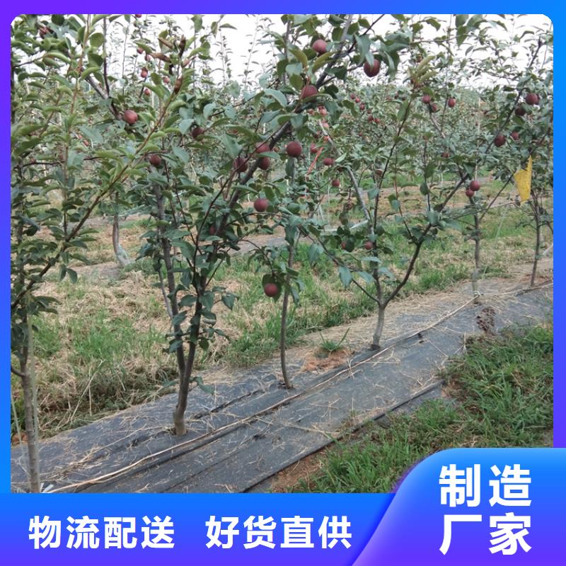 【梨樹】桃樹苗快速發貨