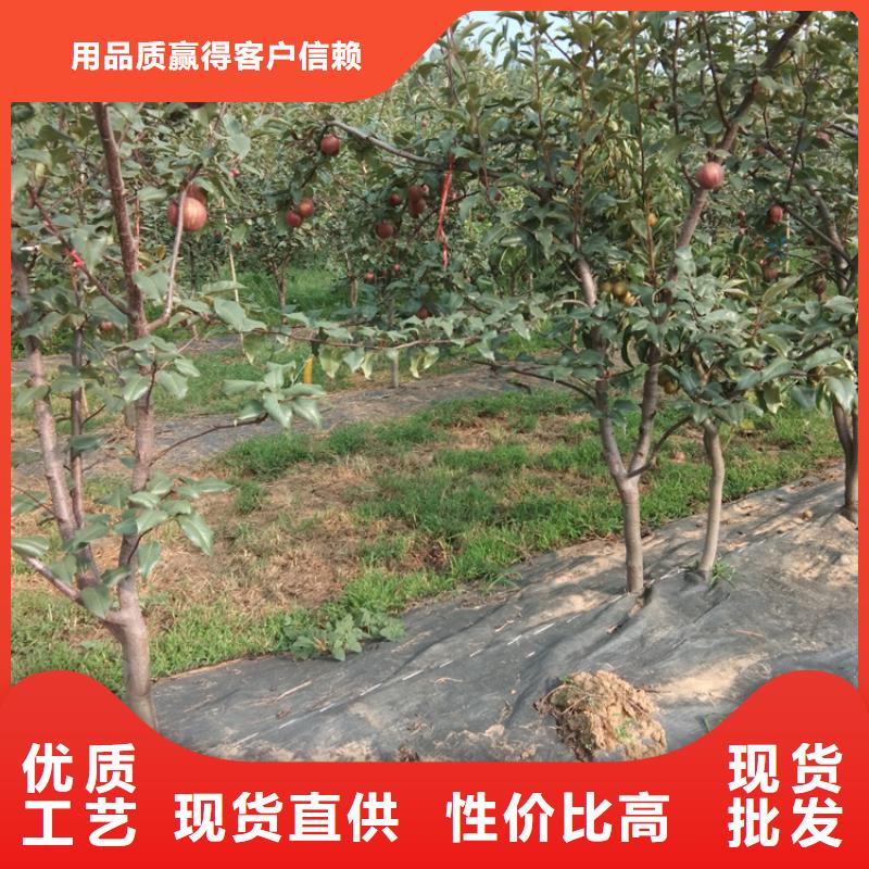 梨樹奶油草莓出貨及時(shí)