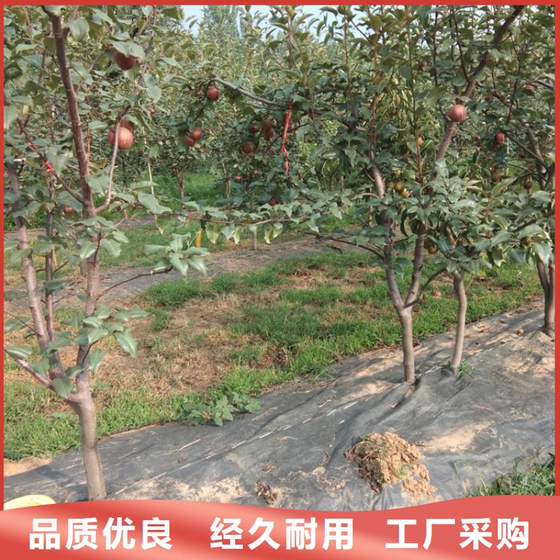 梨樹【櫻桃苗】一站式采購商家