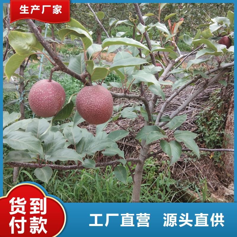 梨樹奶油草莓出貨及時(shí)
