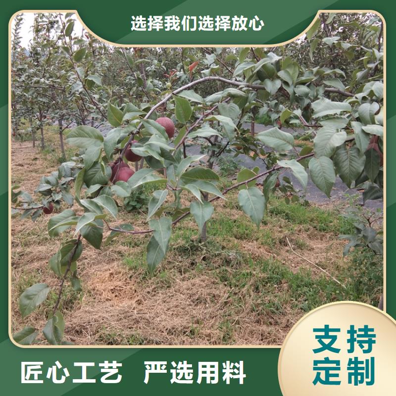 梨樹黃瓜苗設計制造銷售服務一體