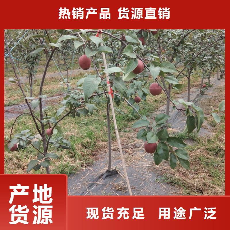 梨樹【櫻桃苗】一站式采購商家