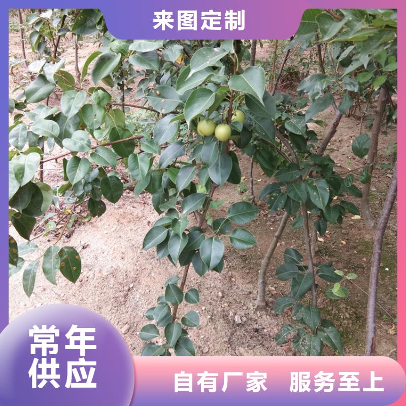 梨樹奶油草莓出貨及時(shí)