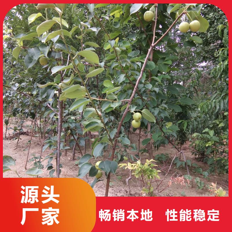 梨樹奶油草莓出貨及時