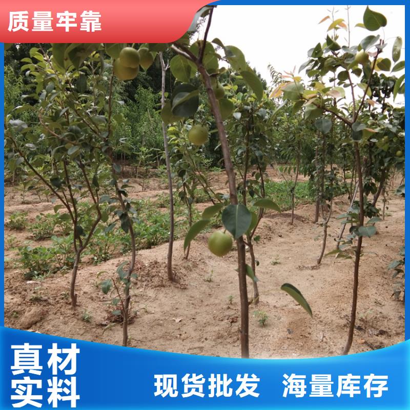 梨樹-無花果苗廠家技術完善