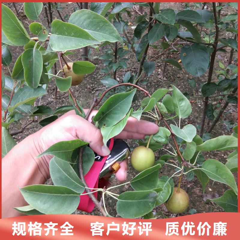 梨樹蘋果苗用心做品質