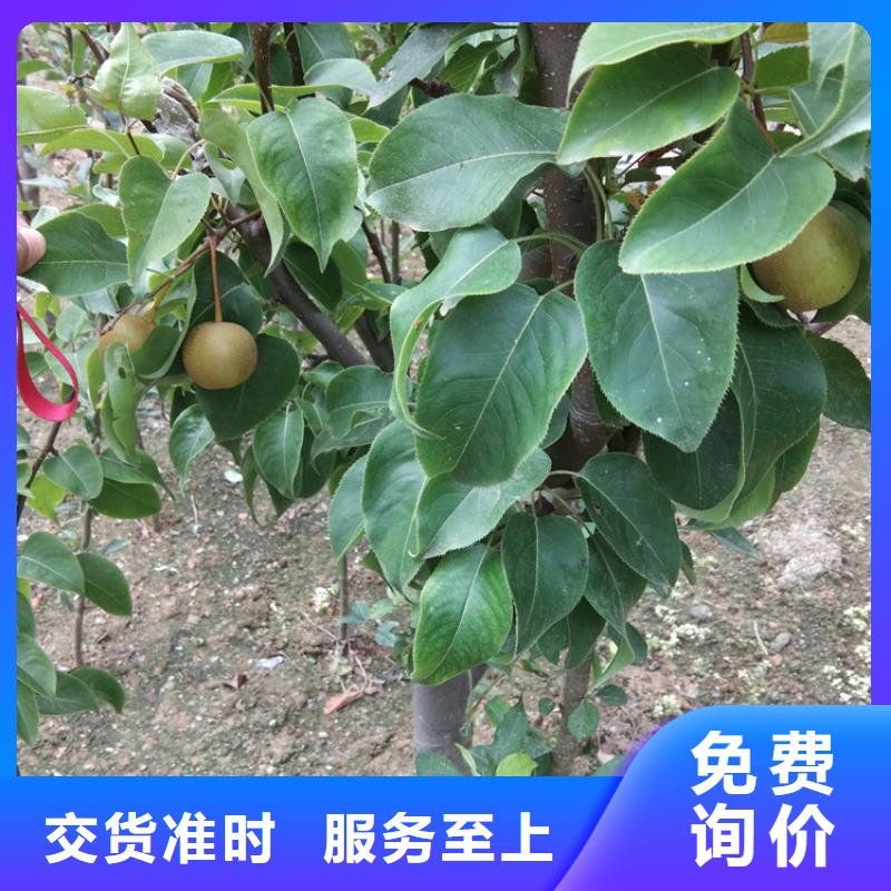 梨樹櫻桃苗用途廣泛