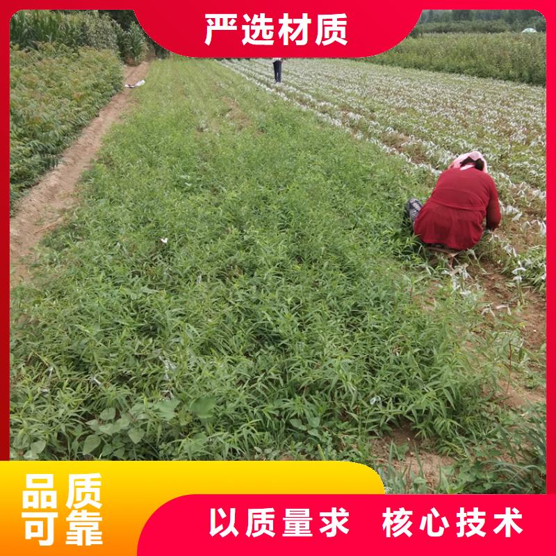 梨樹黃瓜苗設計制造銷售服務一體
