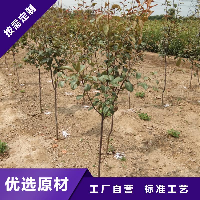 梨樹石榴樹苗設計合理