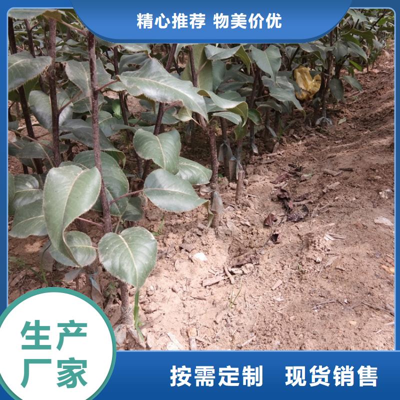梨樹奶油草莓出貨及時