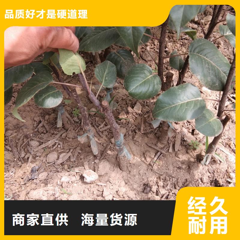 梨樹奶油草莓出貨及時(shí)