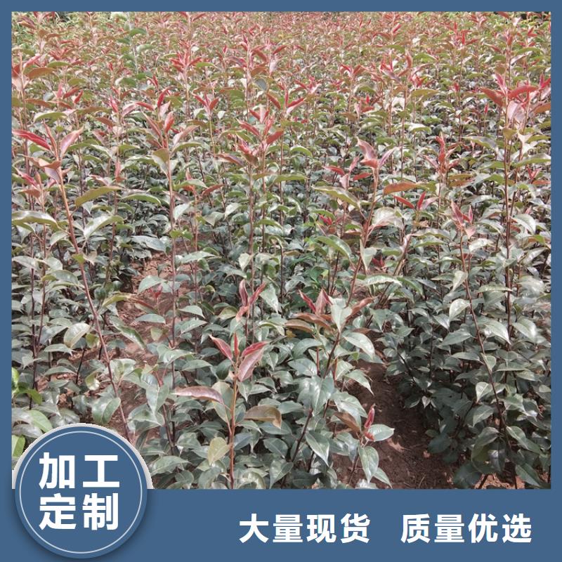 梨樹奶油草莓出貨及時
