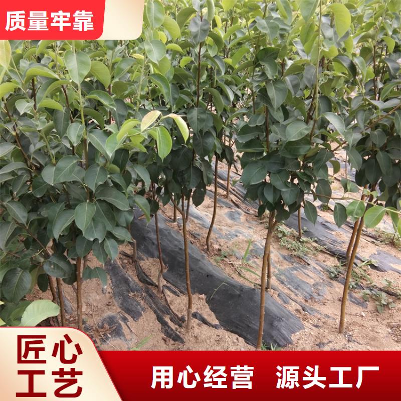 梨樹奶油草莓出貨及時