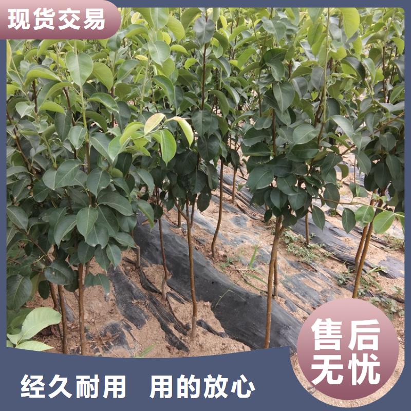 梨樹-無花果苗廠家技術完善