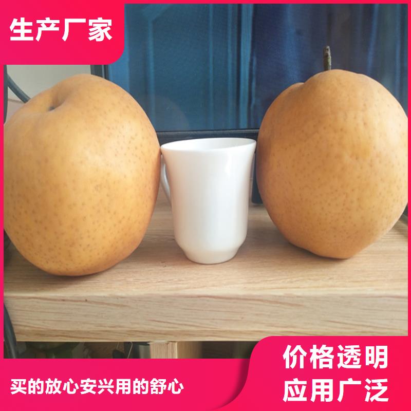 梨樹,櫻桃苗隨心所欲定制