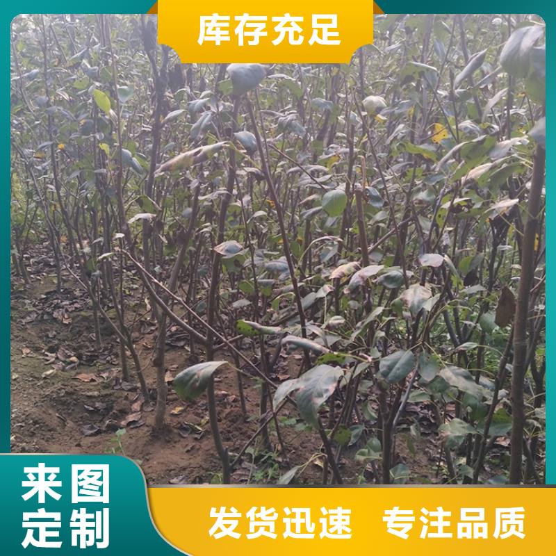 梨樹櫻桃苗用途廣泛