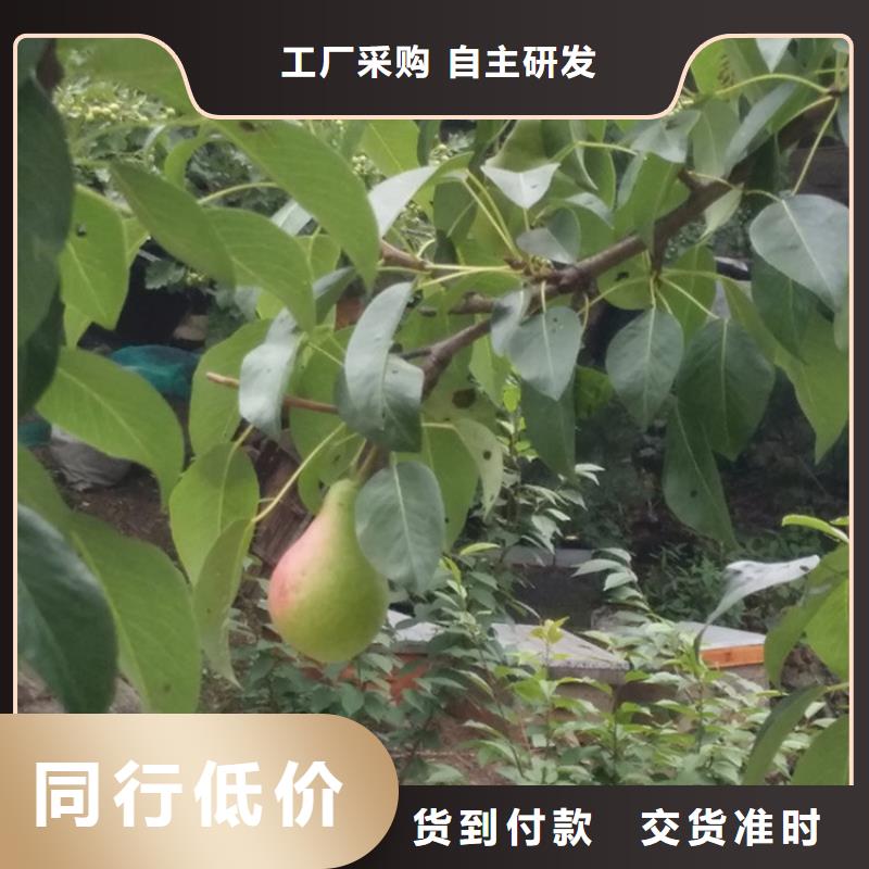 梨樹-無花果苗廠家技術完善