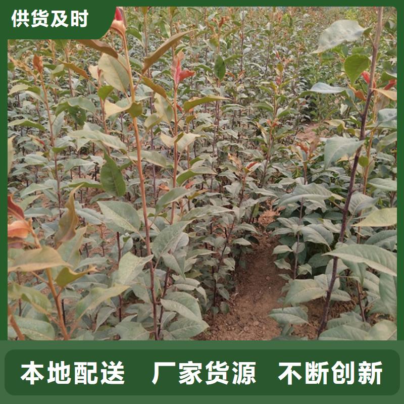 梨樹-櫻桃苗品質保障售后無憂