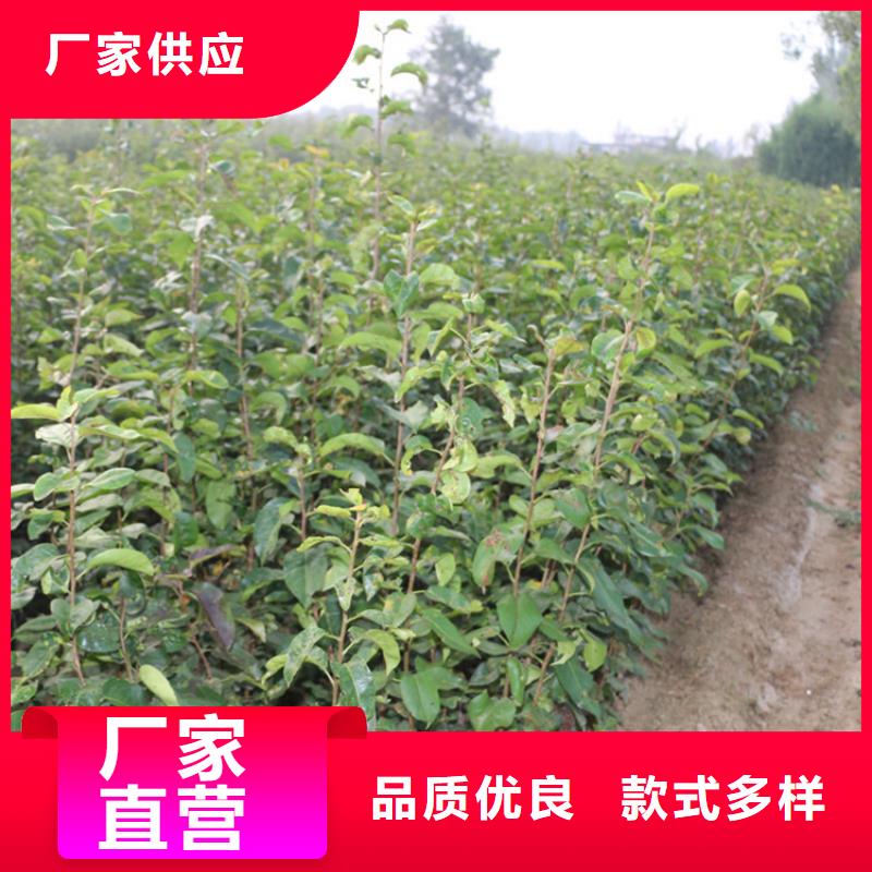 梨樹-無花果苗廠家技術完善