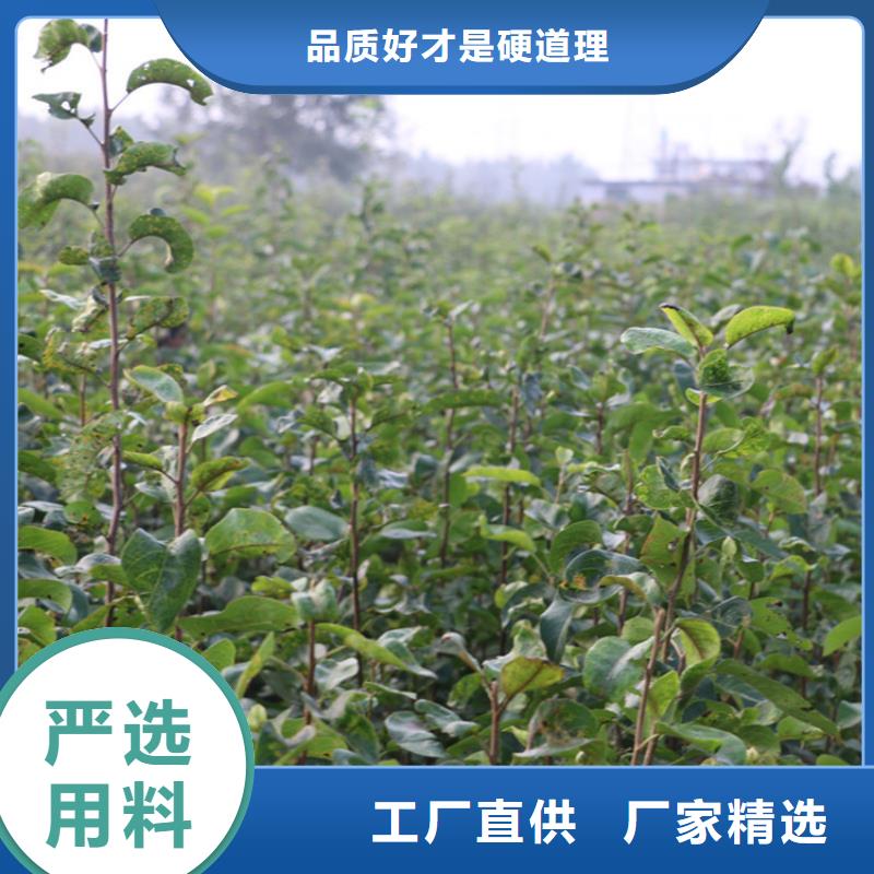 梨樹黃瓜苗設計制造銷售服務一體