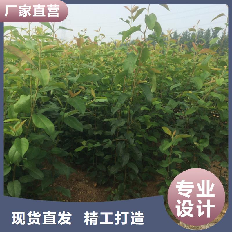 梨樹奶油草莓出貨及時