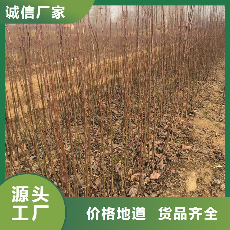 梨樹奶油草莓出貨及時