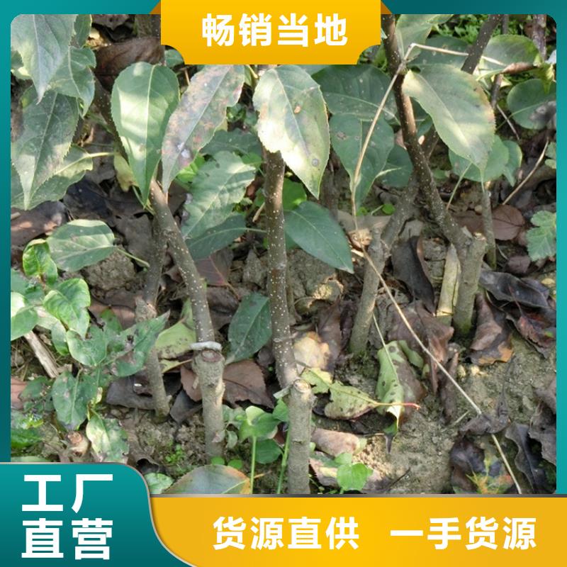 梨樹_蘋果苗實力商家