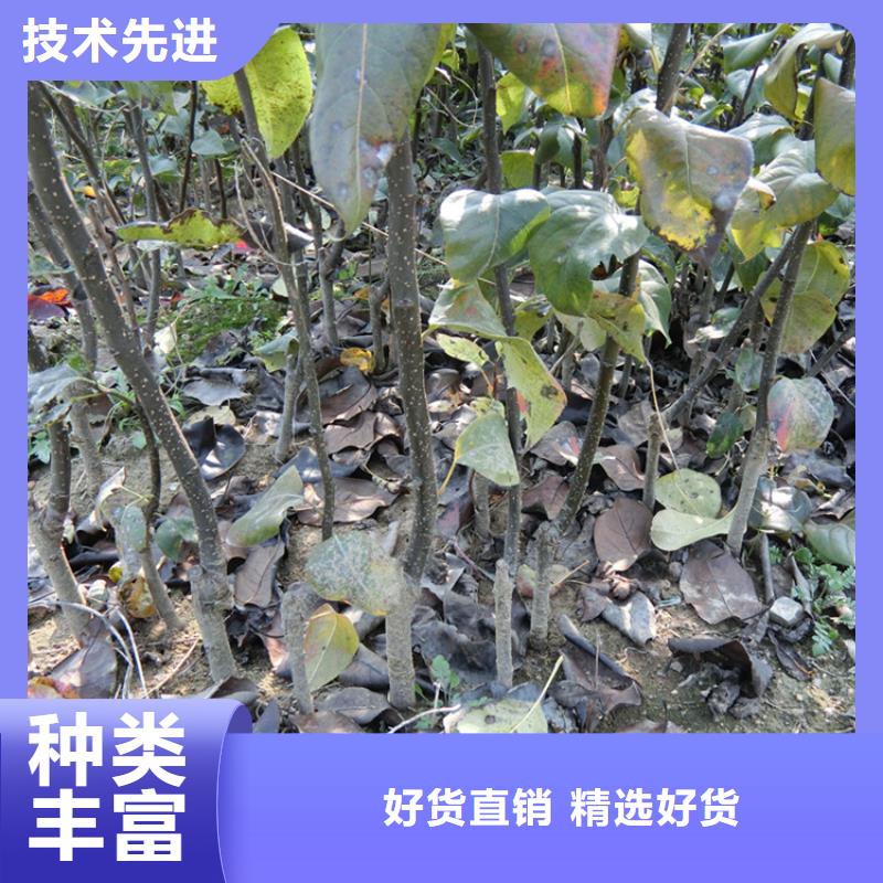 梨樹蘋果苗用心做品質
