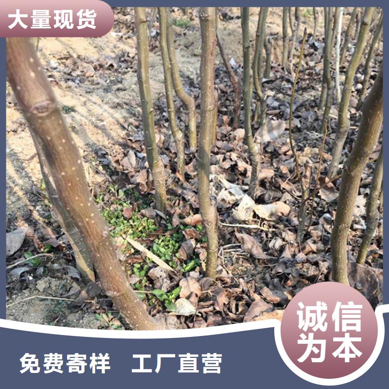 梨树苹果苗品质保证