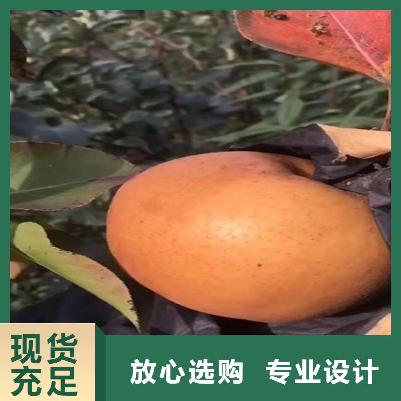 梨樹櫻桃苗一周內發貨