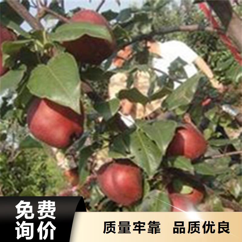 梨樹石榴樹苗設計合理