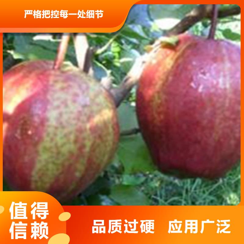 【梨樹】,櫻桃苗經銷商
