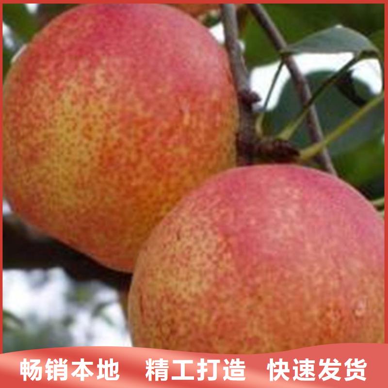 【梨樹】,櫻桃苗經銷商