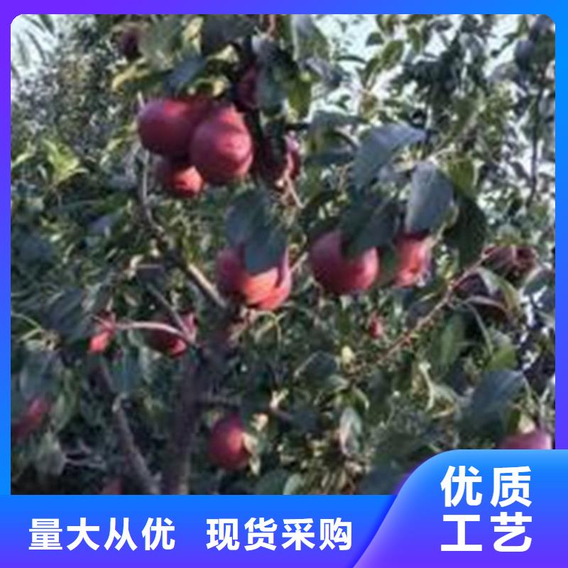 梨樹奶油草莓出貨及時(shí)
